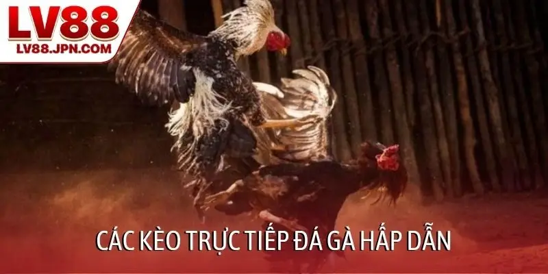 Các kèo trực tiếp đá gà hấp dẫn