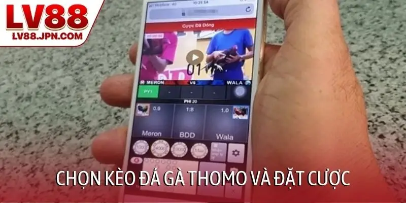 Chọn kèo đá gà Thomo và đặt cược