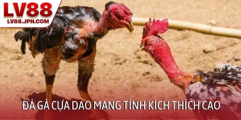 Đá gà cựa dao mang tính kích thích cao