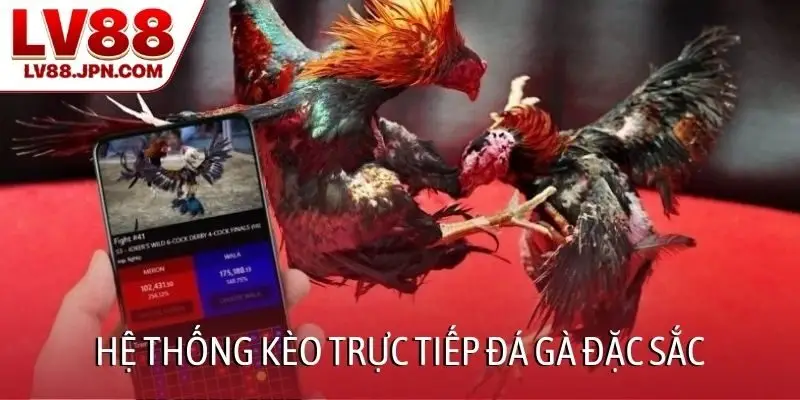 Hệ thống kèo trực tiếp đá gà đặc sắc