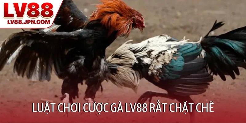 Luật chơi cược gà LV88 rất chặt chẽ