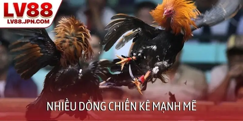 Nhiều dòng chiến kê mạnh mẽ