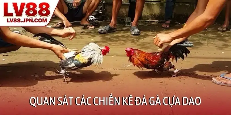 Quan sát các chiến kê đá gà cựa dao