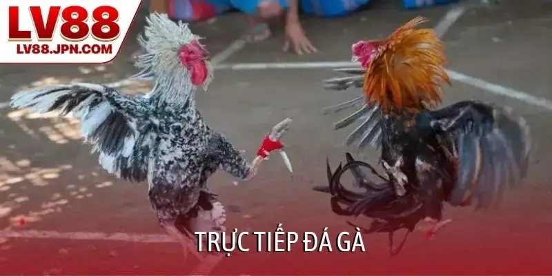 Trực tiếp đá gà
